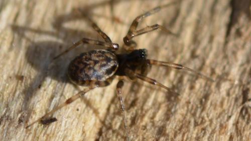 Neriene sp.